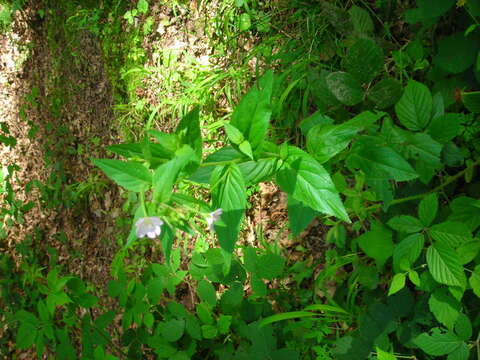 Epilobium montanum L. resmi