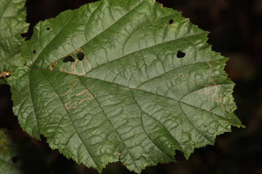 Imagem de Stigmella microtheriella (Stainton 1854) Fletcher et al. 1945