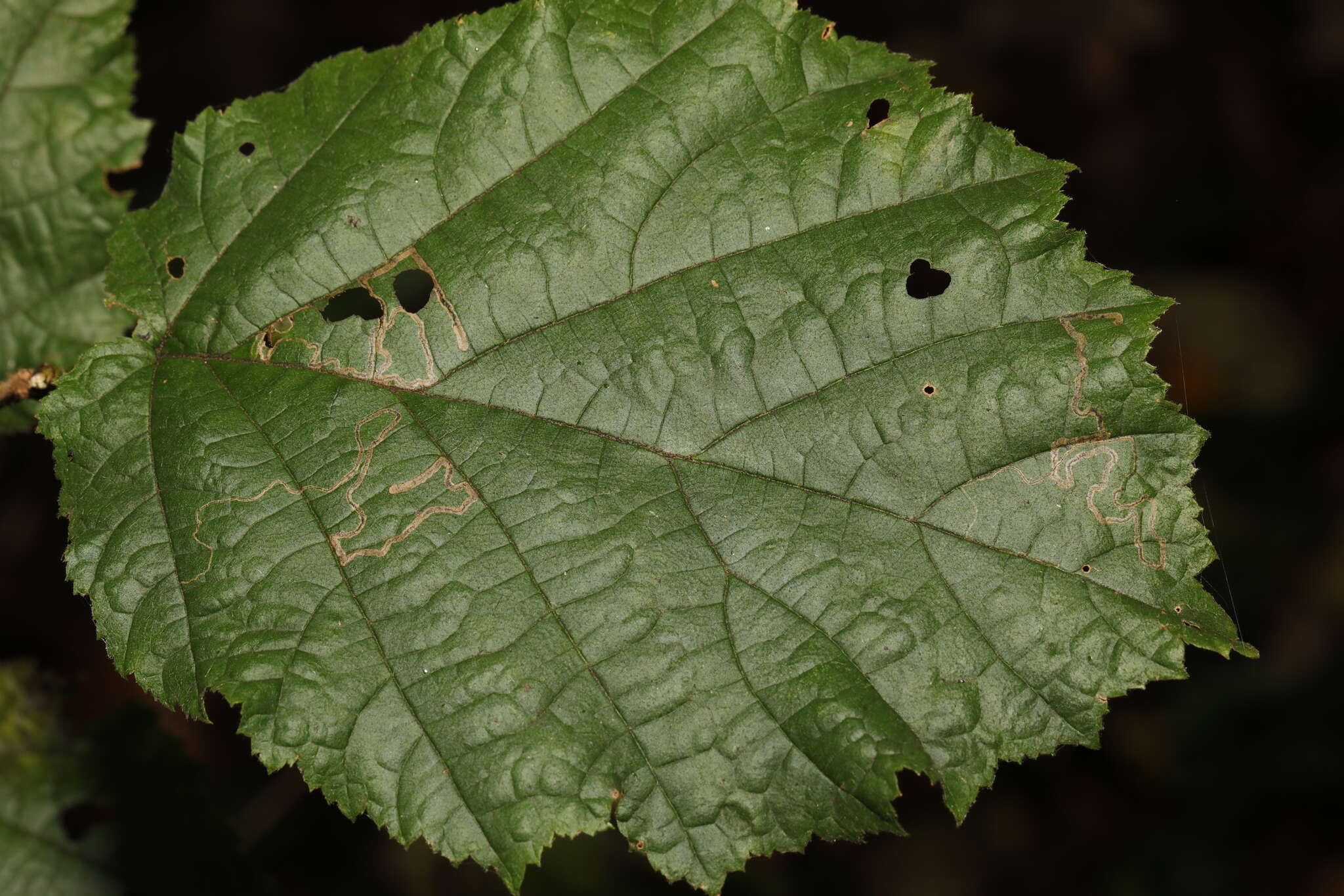 Imagem de Stigmella microtheriella (Stainton 1854) Fletcher et al. 1945