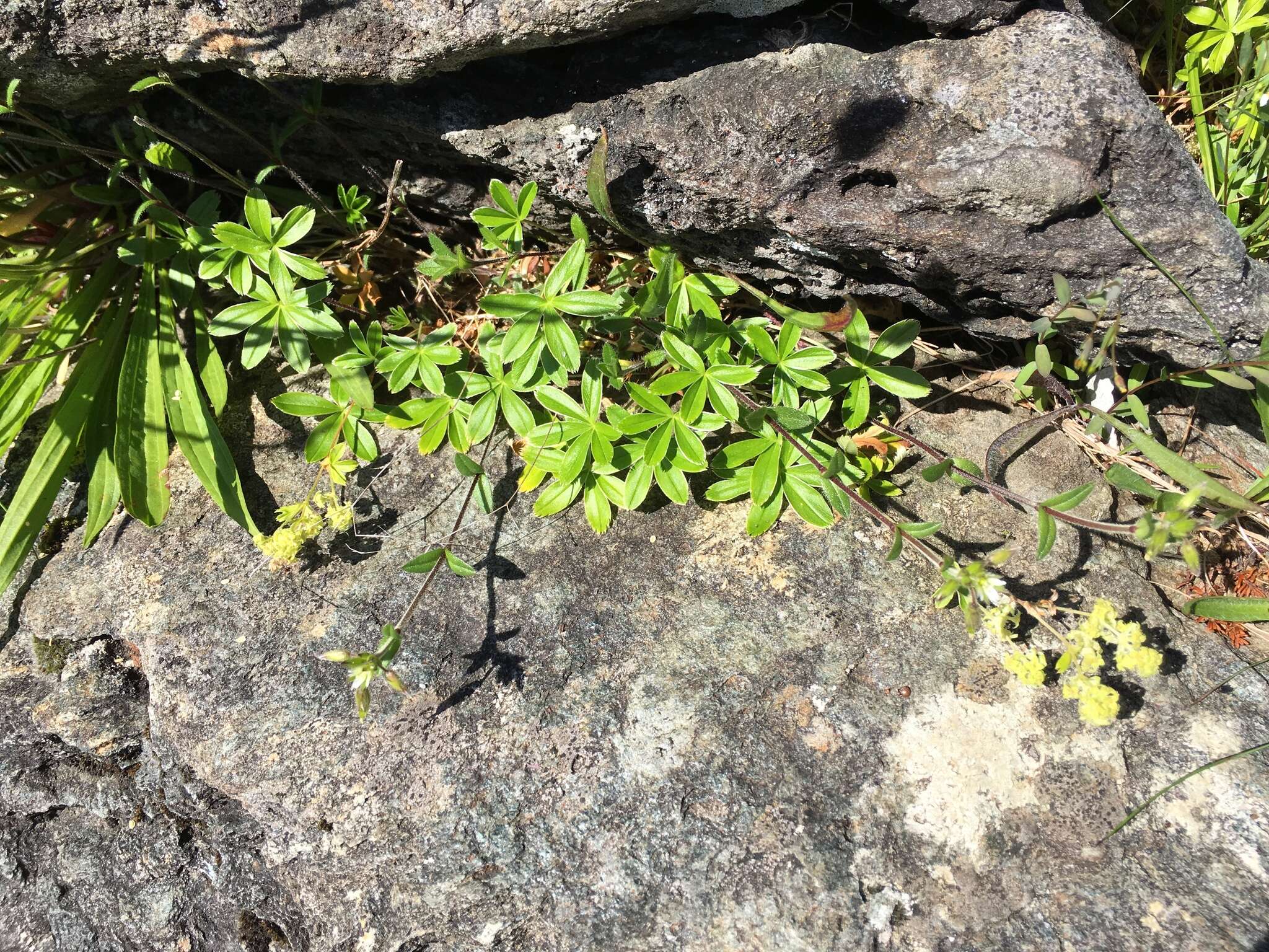 Image of Alpine Lady's-mantle