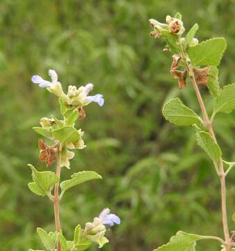 Salvia ballotiflora Benth. resmi