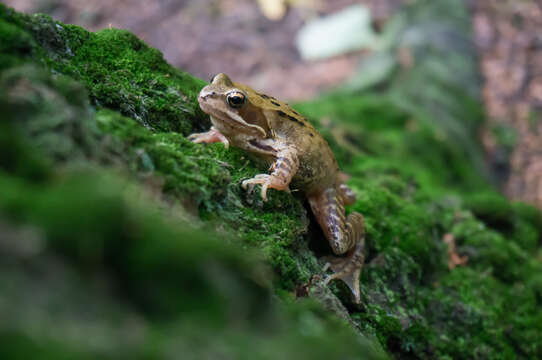 Image of Common frog