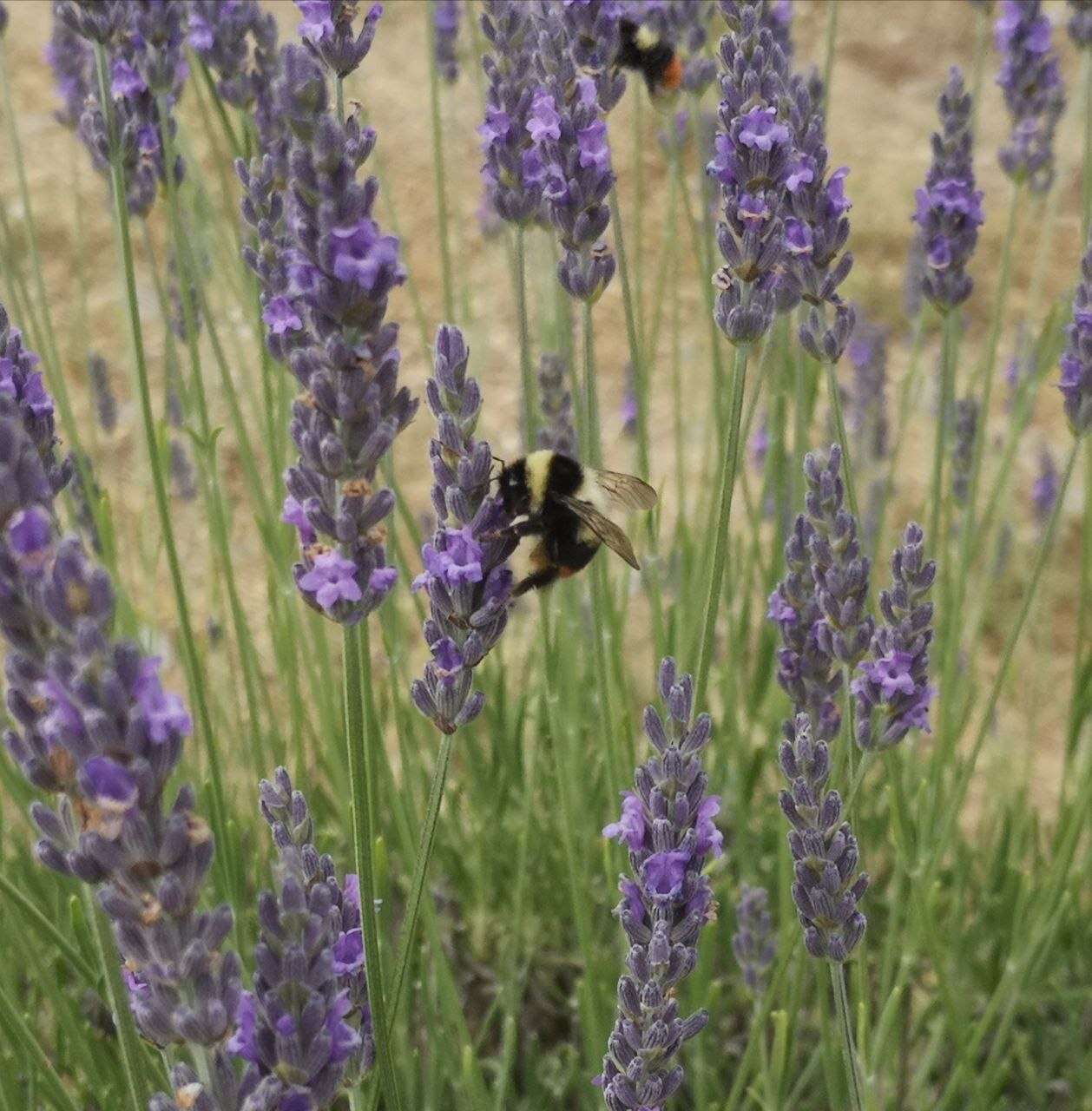 Image of Red tailed bumblebee