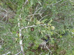 Imagem de Prunus minutiflora Engelm.