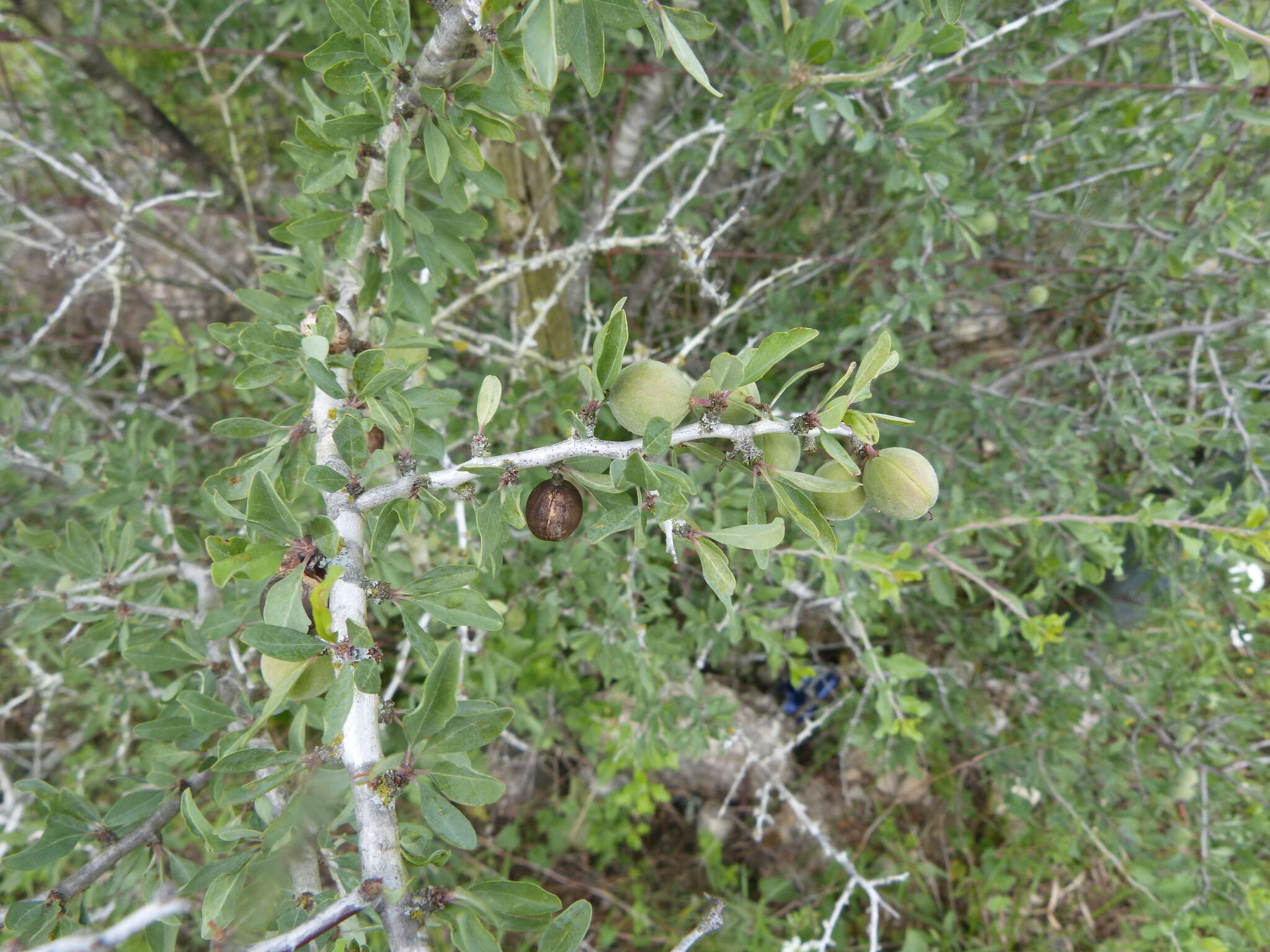 Imagem de Prunus minutiflora Engelm.