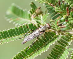 Image of Taenogerella elizabethae Winterton, Irwin & Yeates 1999