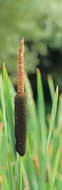 Image of broadleaf cattail