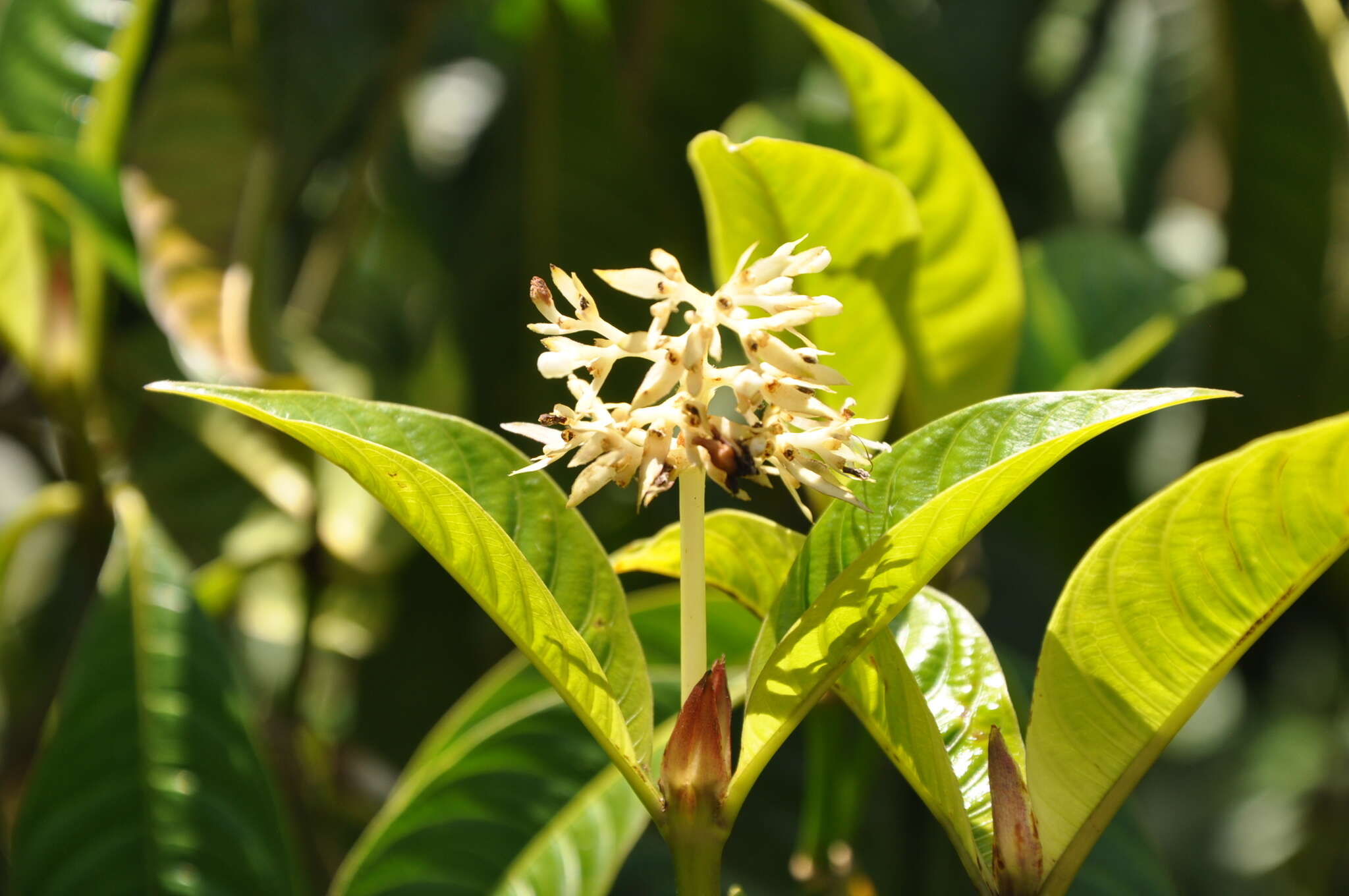 صورة Palicourea violacea (Aubl.) A. Rich.