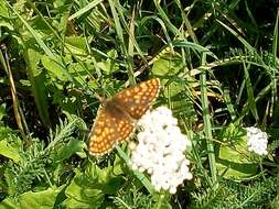 Imagem de Melitaea celadussa Fruhstorfer 1910