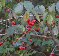 Imagem de Euonymus atropurpureus var. atropurpureus