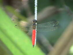 Imagem de Orchithemis pulcherrima Brauer 1878