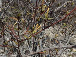 Image of Barleria parvispina Benoist