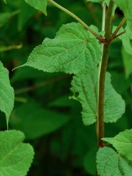 Image of Ageratina roanensis