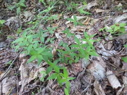 صورة Galium latifolium Michx.