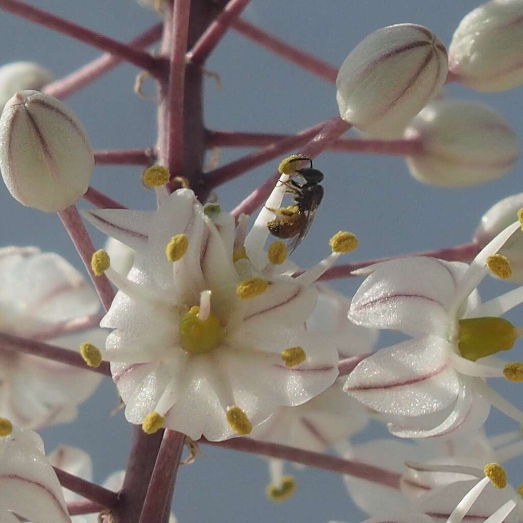 Imagem de Lasioglossum pseudosphecodimorphum (Blüthgen 1923)