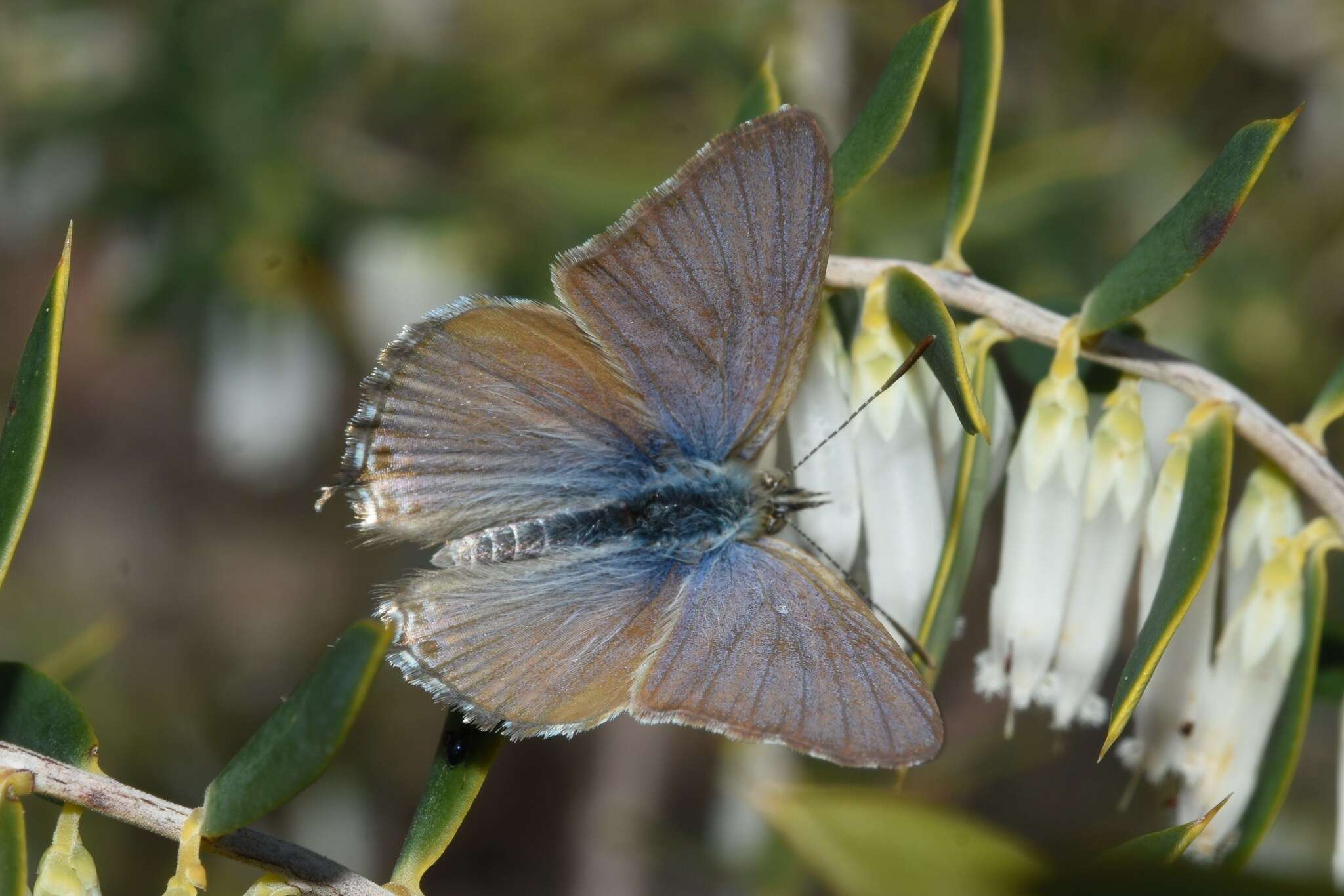 Image of Theclinesthes miskini (Lucas 1889)