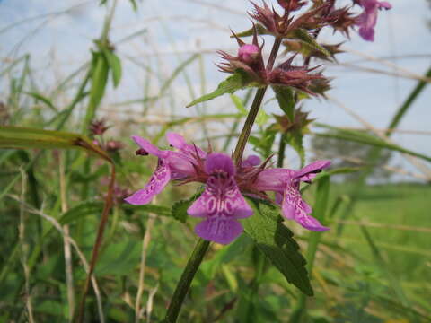 Image of Hedge-nettle