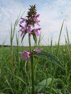 Image of Hedge-nettle