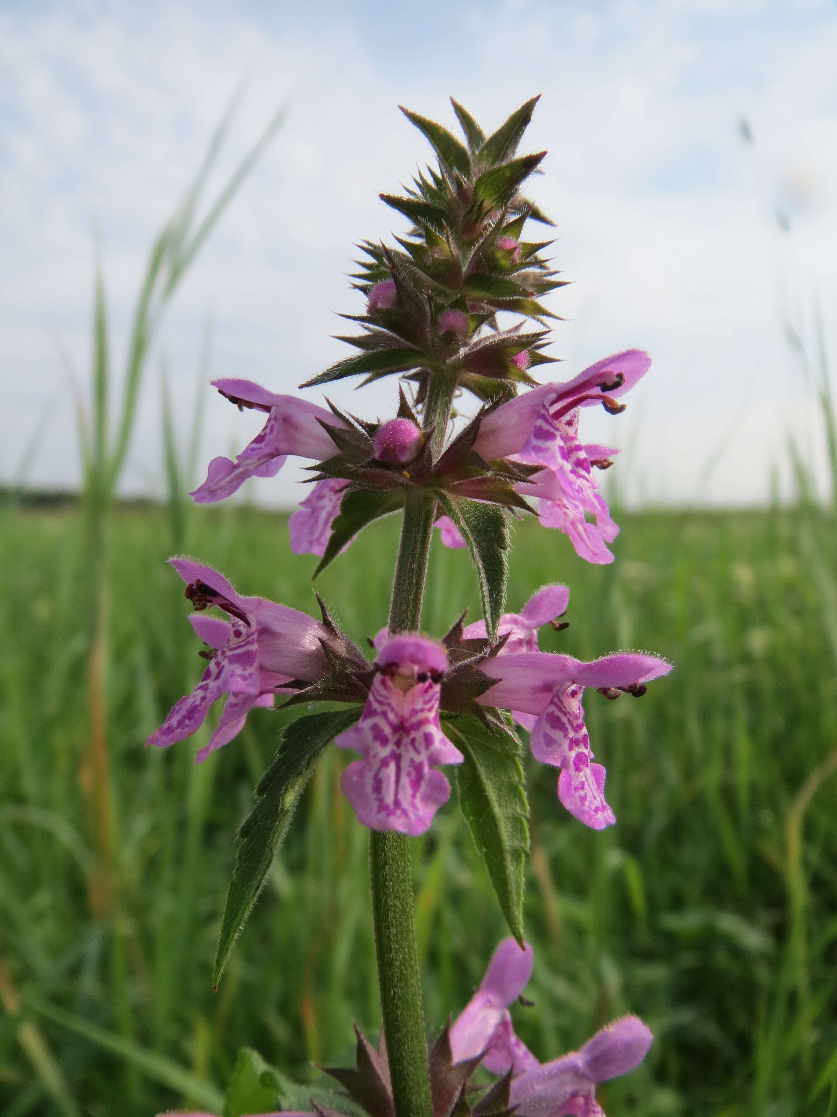 Image of Hedge-nettle