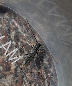 Image of Umbellifer Longhorn