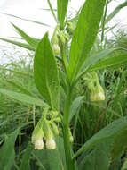 Image of boneset