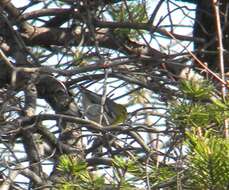 Image of Yellow-throated Vireo