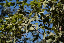 Image de Angophora subvelutina F. Müll.