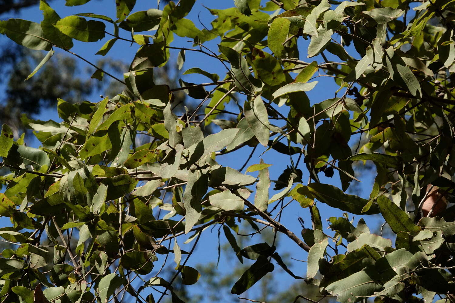 Image of Broad-leaved Apple