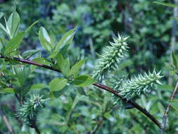 Image of diamondleaf willow