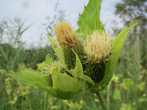 Image of Cabbage Thistle