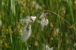 Image of common cottongrass