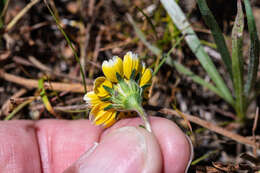 Слика од Layia chrysanthemoides (DC.) A. Gray