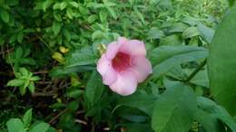 Image of purple allamanda