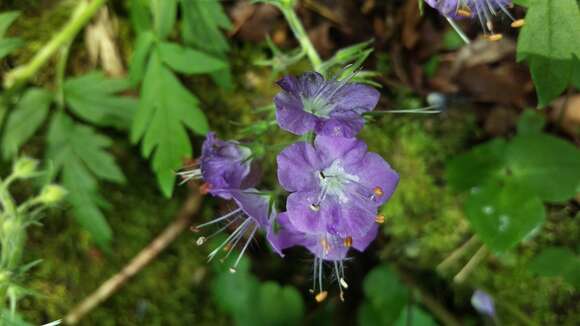 Phacelia bipinnatifida Michx. resmi