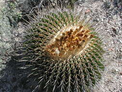 Image of Cactus