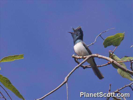 Image of Leaden Flycatcher