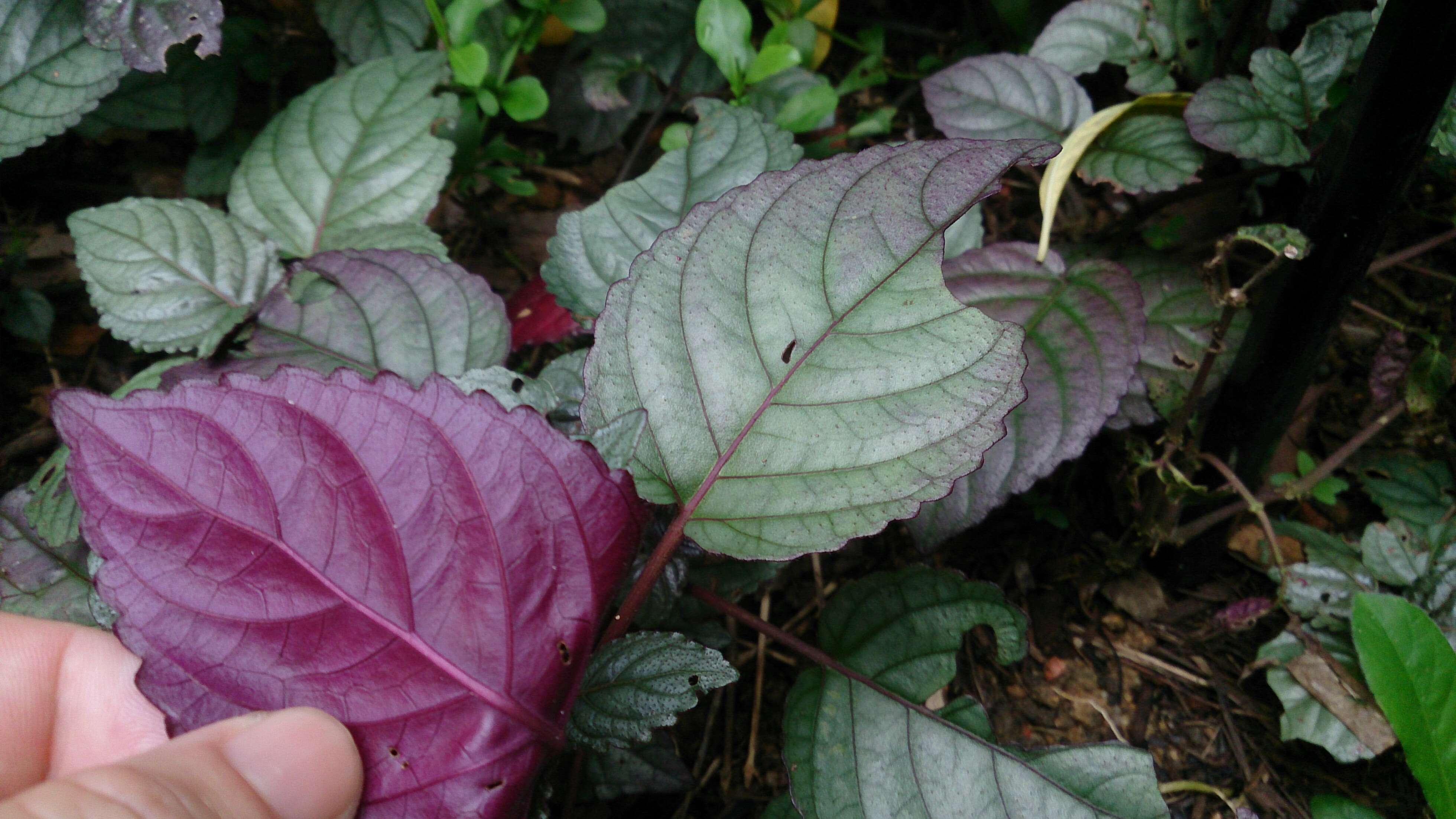 Plancia ëd Strobilanthes alternata (Burm. fil.) Moylan ex J. R. I. Wood