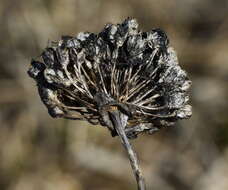 Image of Allium strictum Schrad.