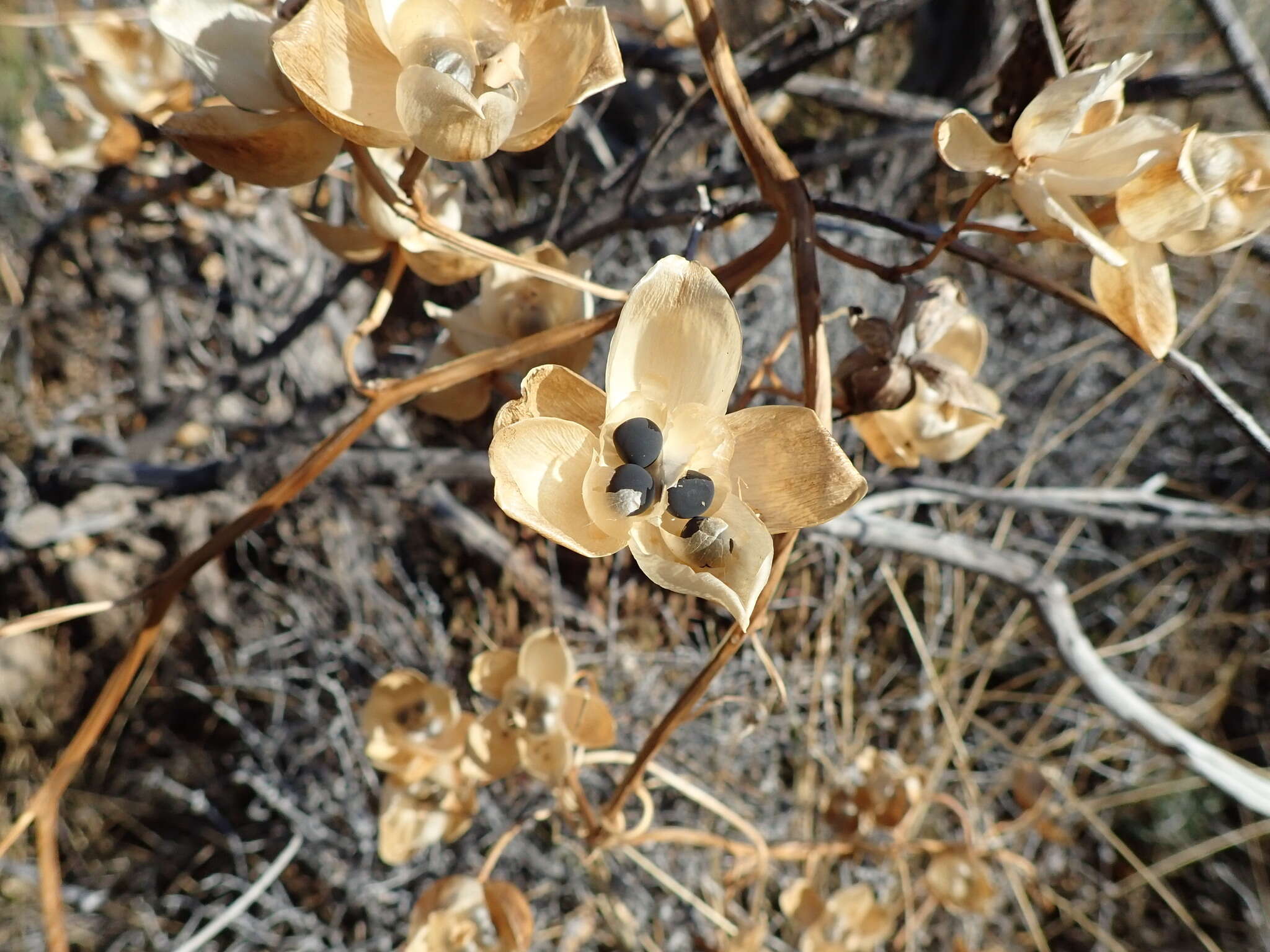 Image of Operculina aequisepala (Domin) R. W. Johnson