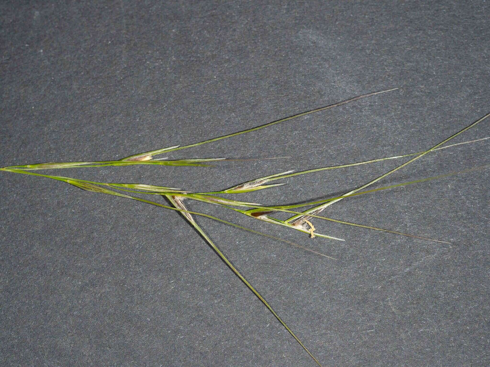 Image of Austrostipa rudis subsp. nervosa (Vickery) S. W. L. Jacobs & J. Everett