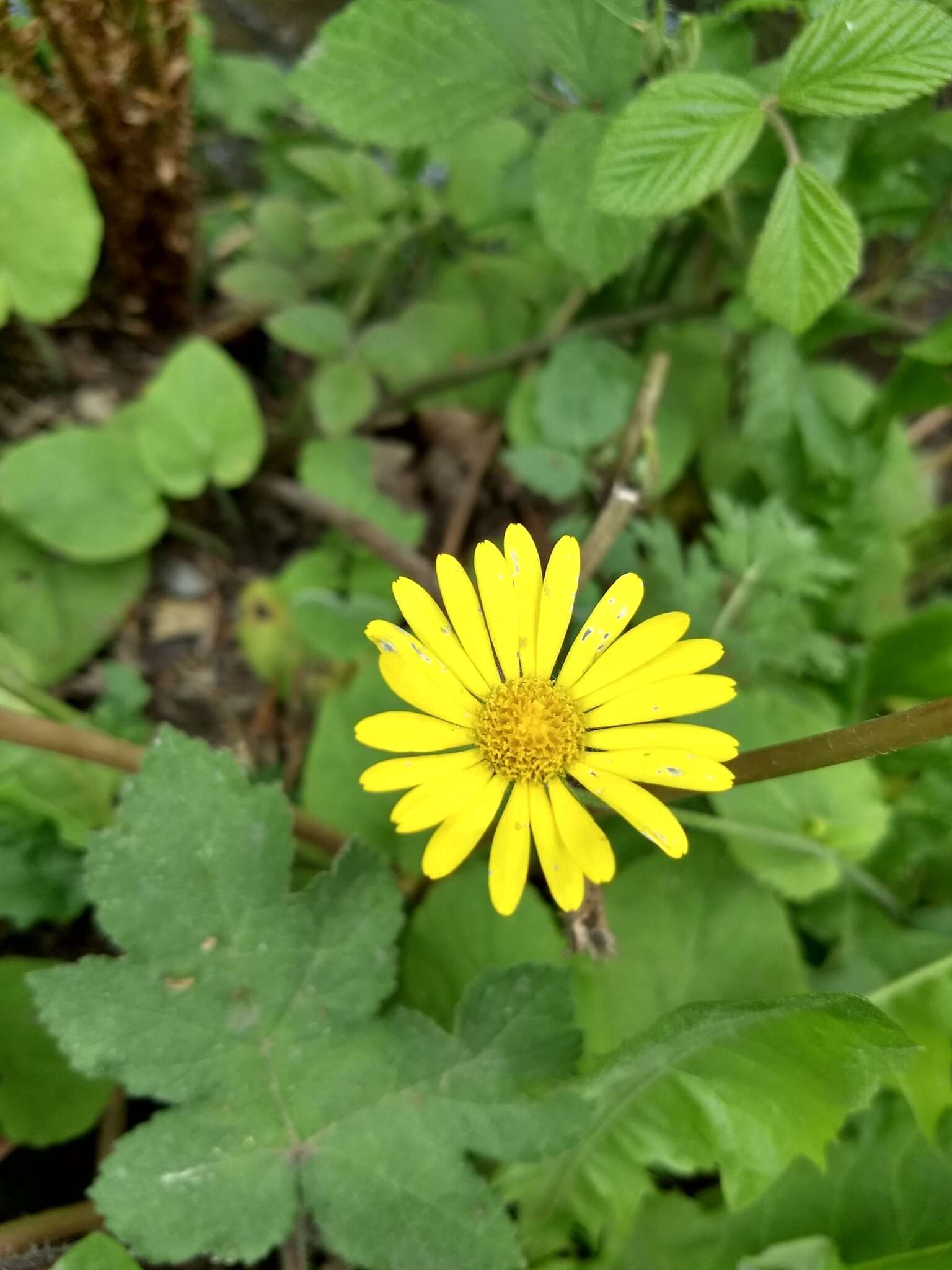 Image of great false leopardbane