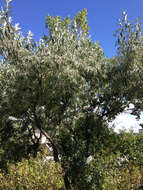 Image of Russian olive