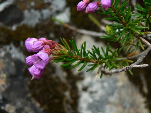 Image of pink mountainheath