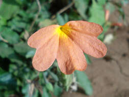 Imagem de Crossandra infundibuliformis (L.) Nees