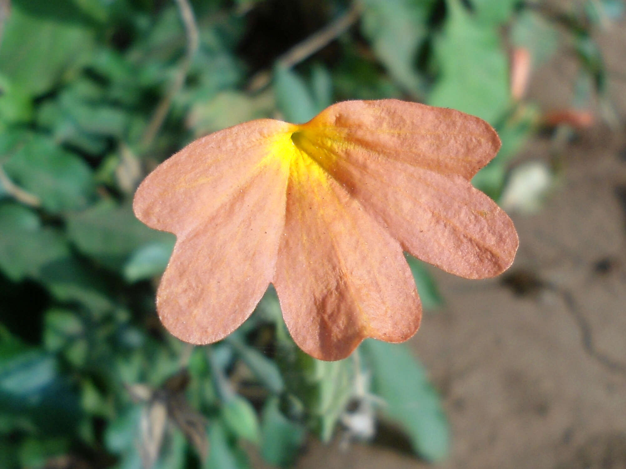 Image of Crossandra infundibuliformis (L.) Nees