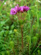 Image of pink mountainheath