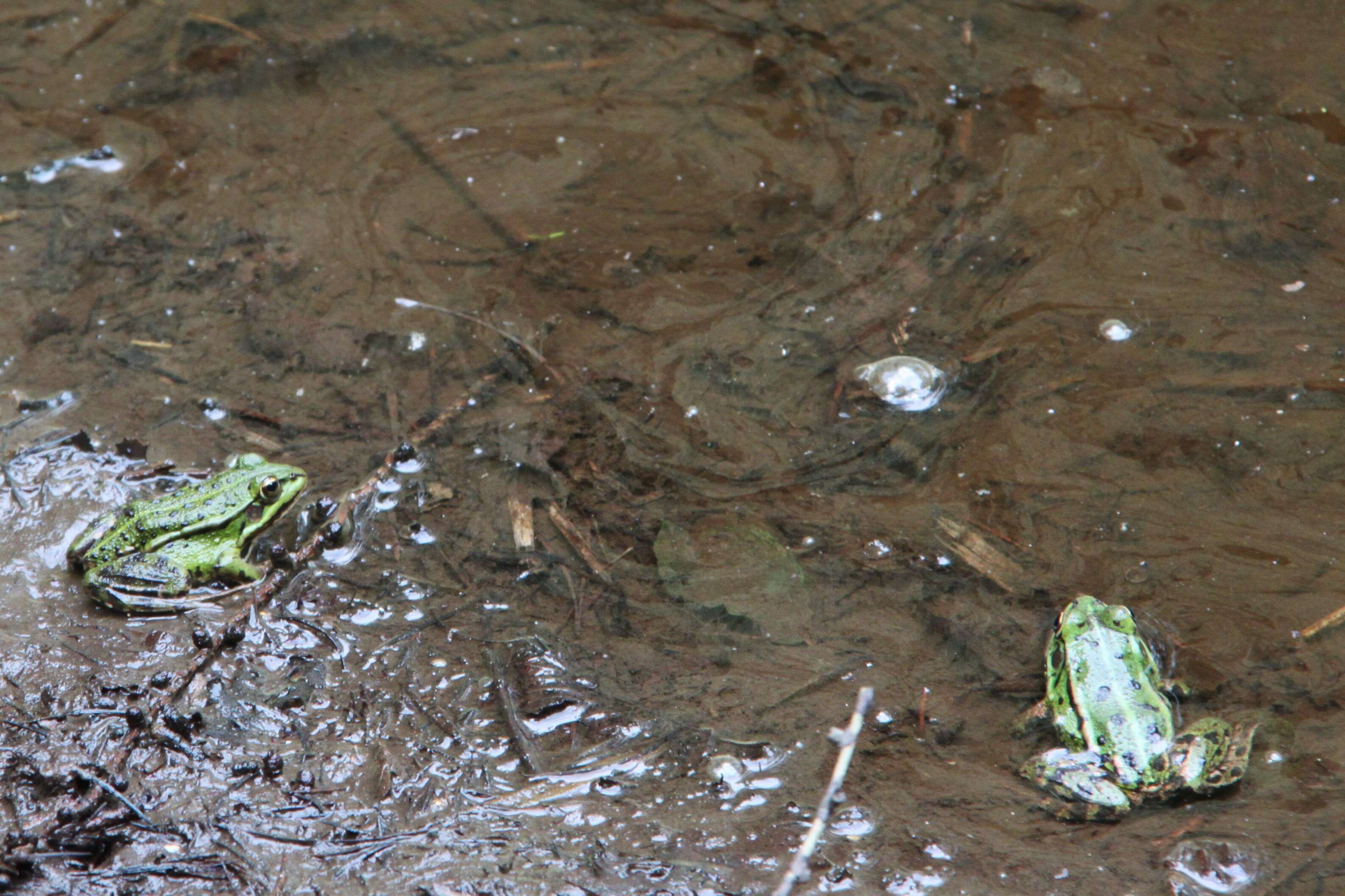 Image of Eurasian Marsh Frog