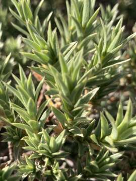 Image of Pimelea aridula subsp. aridula