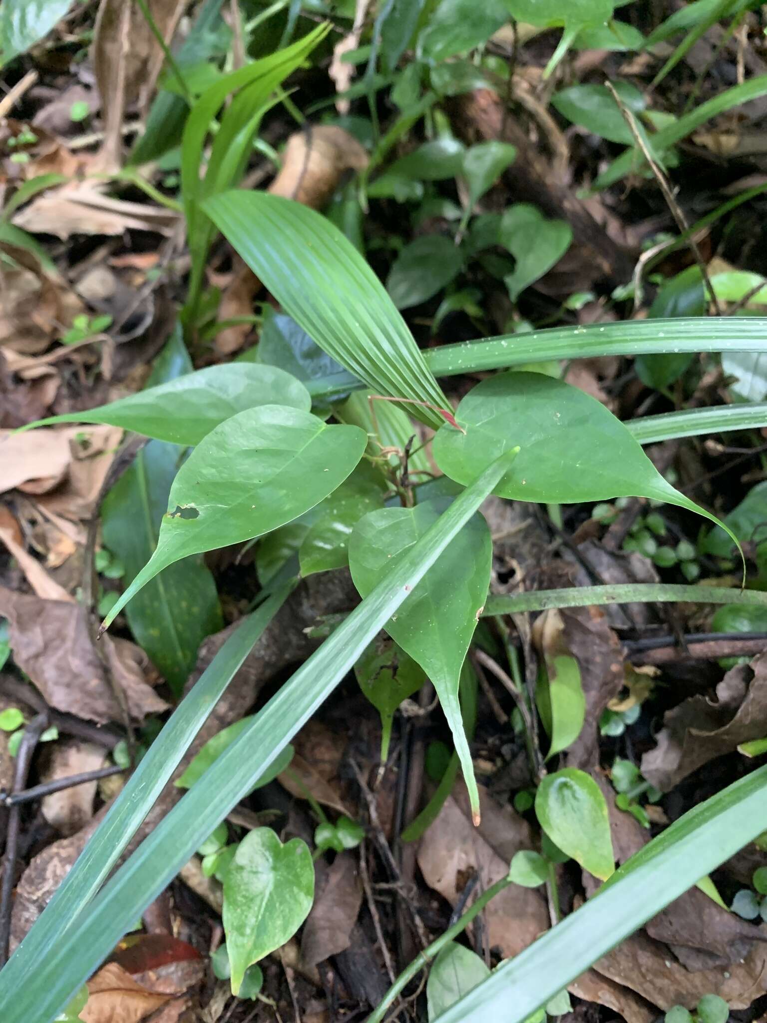 Image of Rourea minor (Gaertn.) Alston