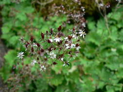 Sivun Micranthes odontoloma (Piper) A. A. Heller kuva